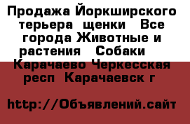 Продажа Йоркширского терьера, щенки - Все города Животные и растения » Собаки   . Карачаево-Черкесская респ.,Карачаевск г.